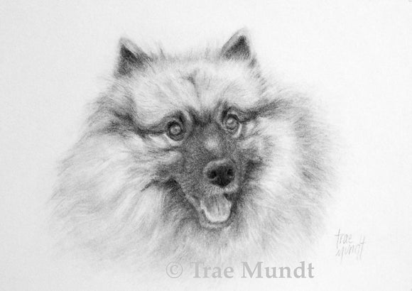 Chester - Keeshond - Pencil Drawing on Paper by Trae Mundt.