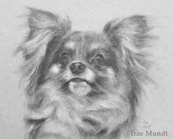 Cosmo - Papillion - Pencil Drawing on Paper by Trae Mundt.