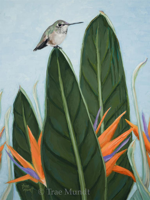 Harold - portrait of a hummingbird. Oil painting by artist Trae Mundt. Gray and brown Hummingbird sitting atop large green leaf of bird of paradise plant. Orange and purple flowers.