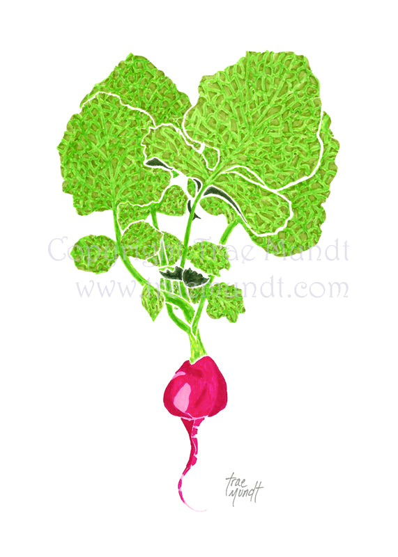 Radish Art Print by artist Trae Mundt. Red and pink radish with green stems. Titled Little One.