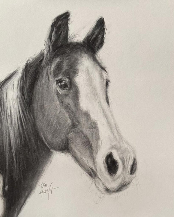 Regalo - Appaloosa horse portrait drawing in charcoal by Trae Mundt. 
