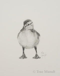 Quill - Baby Duck Portrait - Charcoal and Graphite Drawing by Trae Mundt.