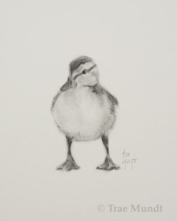 Quill - Baby Duck Portrait - Charcoal and Graphite Drawing by Trae Mundt.