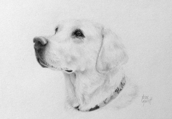 Bella - Labrador Retriever - Pencil Drawing on Paper by Trae Mundt.