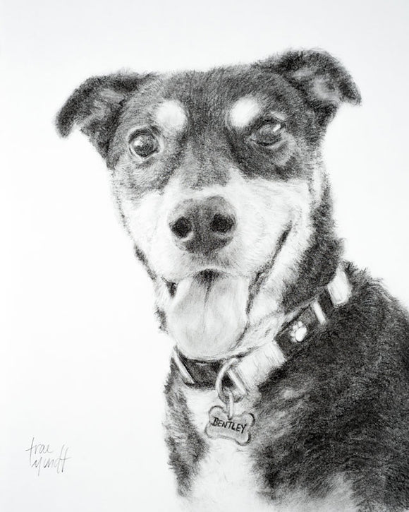 Bentley - Dog Portrait Drawing by Trae Mundt.