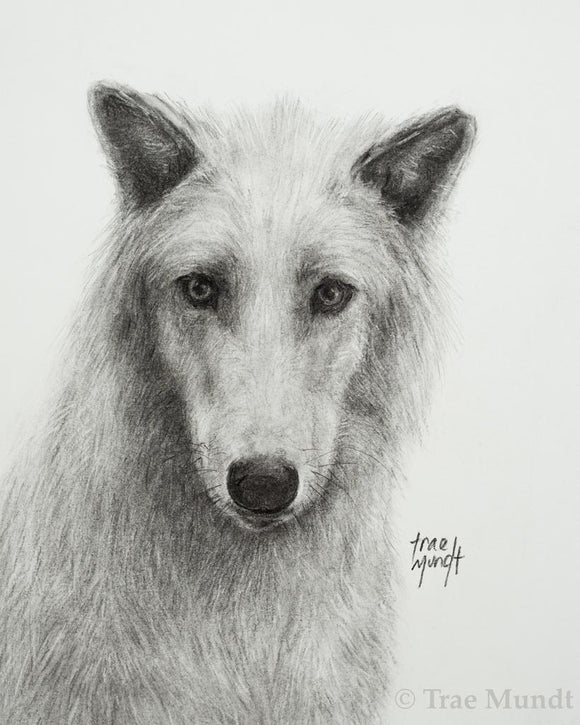 Carni - Wolf Portrait - Graphite and Charcoal Drawing by Trae Mundt.