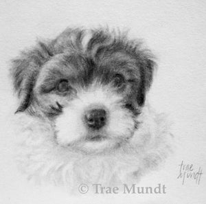 Pencil portrait of Havanese puppy Cooper by artist Trae Mundt.