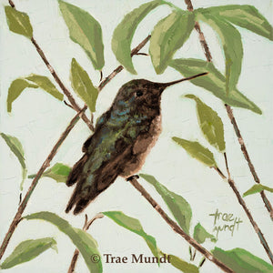 Early to Rise - Brown and Green Hummingbird Resting on a Branch with Green Leaves against a very Light Green Textured Wall.