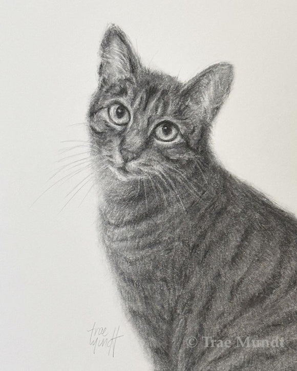 Fiona - Cat Portrait - Graphite and Charcoal Drawing