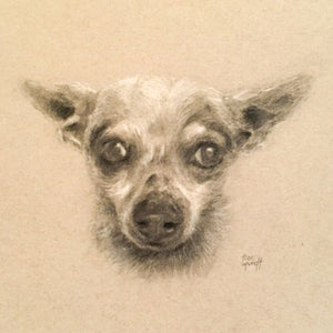Fiona - Chihuahua Mix - Pencil Drawing on Paper by Trae Mundt.