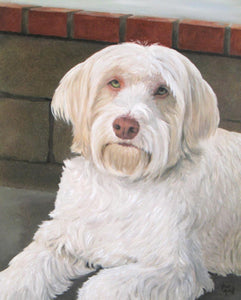 Harley - Dog Painting - Portrait by Trae Mundt. White shaggy dog sitting in from of brick wall.