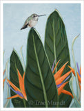 Harold -  Hummingbird Sitting Atop Bird of Paradise Leaf with Sky Blue Background  - Giclee Art Print by Trae Mundt.