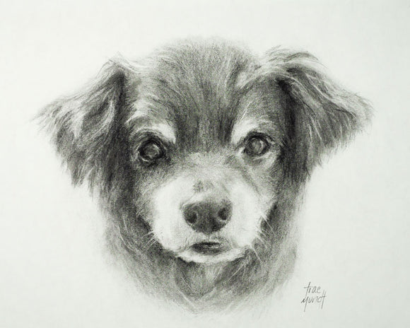 Luey - Chihuahua Terrier Mix - Charcoal & Pencil Drawing on Paper by Trae Mundt.