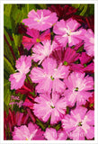 Magenta - Pink Dianthus - Garden Flowers with Warm Green and Rich Burgundy Background - Fine Art Print