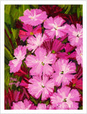 Magenta - Pink Dianthus - Garden Flowers with Warm Green and Rich Burgundy Background - Giclee Art Print by Trae Mundt.