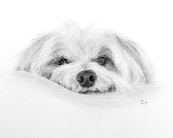Max - Maltese Papillion Mix - Pencil Drawing on Paper by Trae Mundt.
