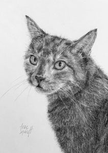 Nala - a beautiful charocal portrait of a cat by artist Trae Mundt.