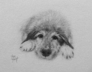 Nanna - Pencil Portrait Drawing of Senoir Dog on Paper by Trae Mundt.