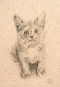 Neko - Kitten - Pencil Drawing on Paper by Trae Mundt