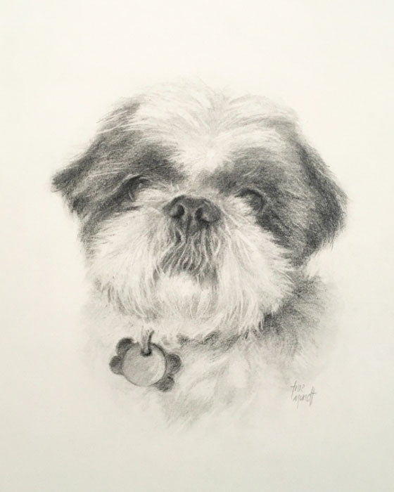 Oakley - Portrait Drawing of Shih tzu by Trae Mundt.