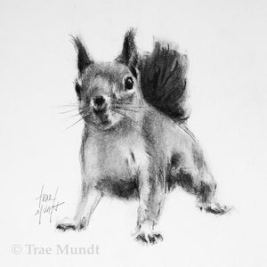 Pi-Rat - Squirrel Portrait - Charcoal Drawing by Trae Mundt.