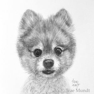 Piper - Dog Portrait - Graphite and Charcoal Drawing