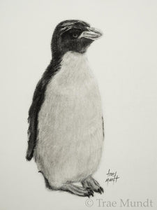 PopTart - Penguin Portrait - Graphite and Charcoal Drawing by Trae Mundt.