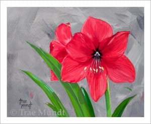 Power - Red Amaryllis Blooms Showcased against a Background of Shades of Gray by artist Trae Mundt.