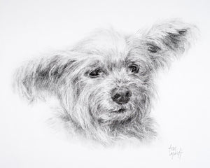 Pencil Portrait Drawing of Precious, a senior yorkie mix by Artist Trae Mundt .