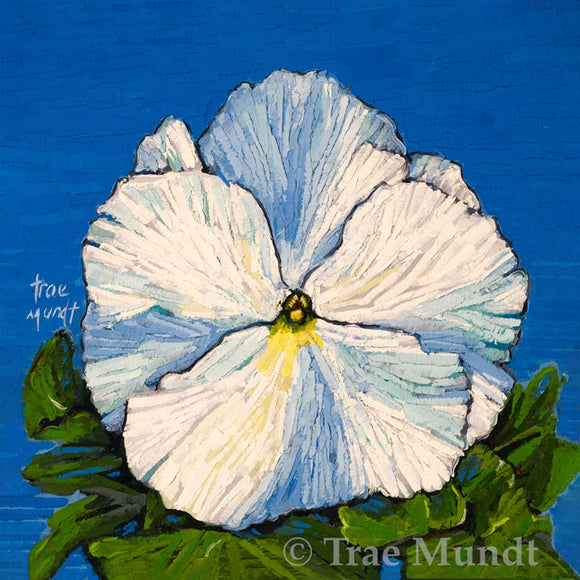 Ruffly - White Pansy with Blue, Green, and Turquoise Shadows Oil Painting 6x6 inches on panel with white floater frame by Trae Mundt. Rich blue sky. 
