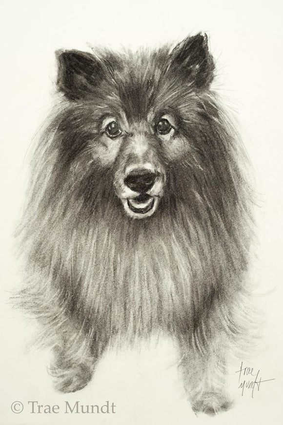 Sammy - Dog Portrait - Charcoal Drawing