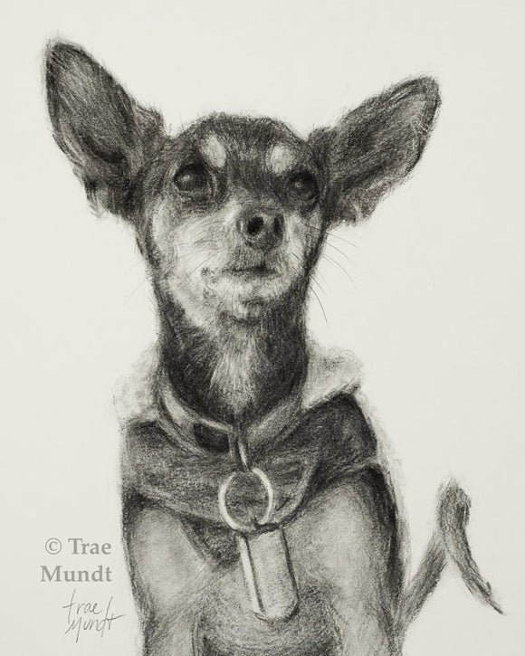 Spikey - Mini Pinscher Dog Portrait - Graphite and Charcoal Drawing by Trae Mundt