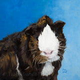Strike A Pose - Abyssinian - Brown, Black, Red, and White Guinea Pig Oil Painting with blue background 16x16 inches on panel with Black Coffee Wooden Frame by Trae Mundt.