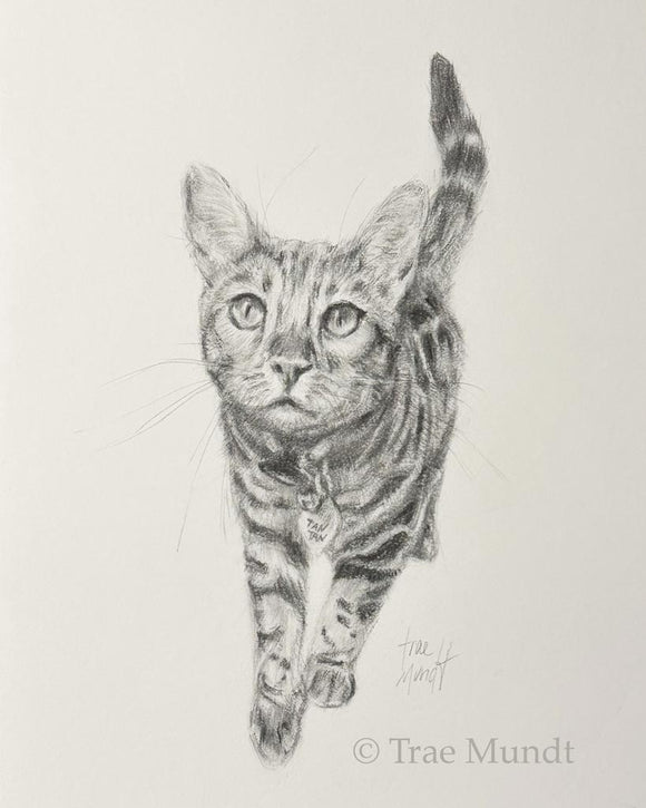 Tan Tan - Cat Portrait - Pencil and Charcoal Drawing