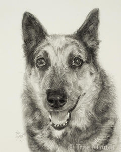Tootsie - Dog Portrait - Graphite and Charcoal Drawing by Trae Mundt. Queensland Heeler.