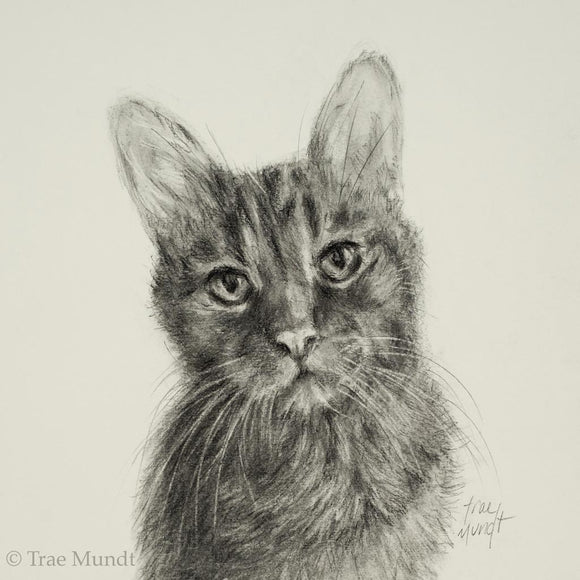 Twix - Cat Portrait - Graphite and Charcoal Drawing