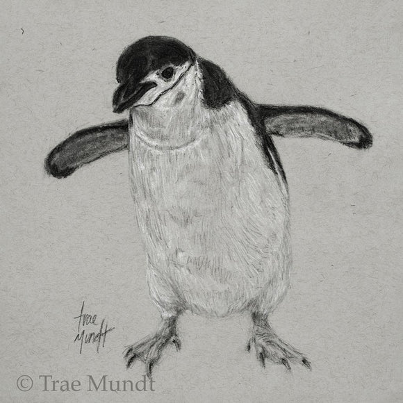 Waddles - Chinstrap Penguin Portrait - Graphite and Charcoal Drawing by Trae Mundt.