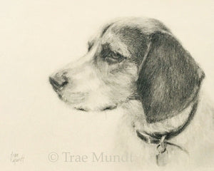 Winthropp - Beagle - Pencil and Charcoal Drawing on Paper by Trae Mundt.