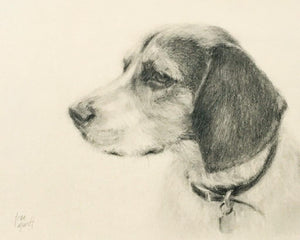 Winthropp - Beagle - Pencil and Charcoal Drawing on Paper by Trae Mundt.