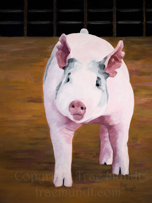 Pretty and Pink - Pink Pig Standing in a Show Ring Oil Painting 24 x 18 x.125 inches on panel with black floater frame by artist Trae Mundt.