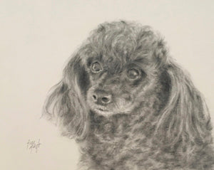 Pencil portrait of miniature poodle Sadee by artist Trae Mundt