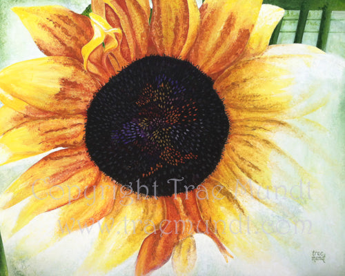 Soleil acrylic painting by artist Trae Mundt. Large sunflower with fading edges. Yellow orange and red brown petals with black center with accents of red yellow blue and green.